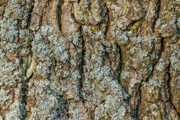 Canvas Print - bark closeup