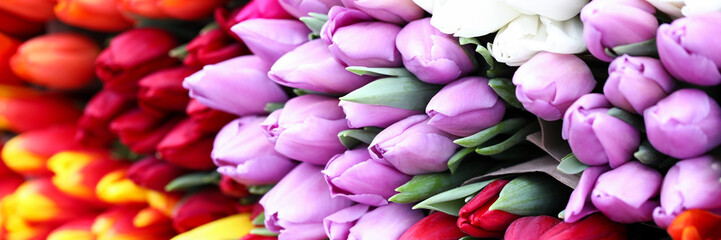  Different types tulips, bright spring flowers