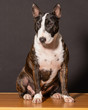 © Javier Martín Ruiz  - Bull terrier breed dog in studio on black background
