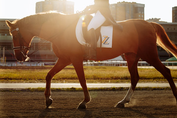 Wall Mural - Young woman in special uniform and helmet riding horse. Equestrian sport - dressage.