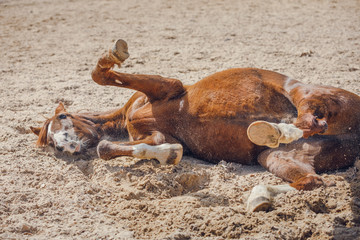 Wall Mural - portrait of chestnut trakehner stallion horse rolling in sand in paddock in spring daytime