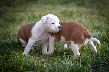 Staffordshire terrier puppies in the garden