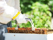 beekeeper pulling out honeycomb frame for inspection by beekeeping industry 
