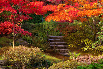 Autumn colors with Japanese maples and stone steps at Seattle Japanese Gardens