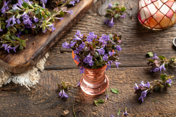 Blooming ground-ivy twigs in a vase