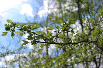 Wall Mural - Image with green, spring branch of tree on background of blue sky with sun and clouds