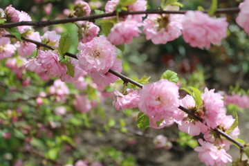 Wall Mural - Spring bush with wild, pink roses in outdoor