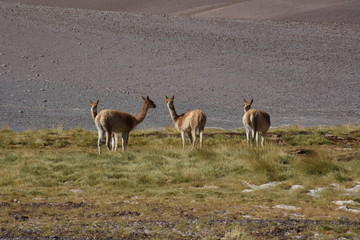 Vicuñas en lo alto del Bofedal, Sitio Ramsar