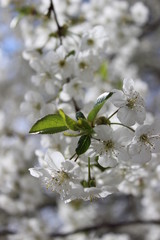 Wall Mural - Spring blossom in white color with green leaves in macro