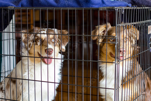Two happy Australian Shepherd dogs sitting in a dog crate.
