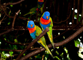 Two multi-colored beautiful Lori parrots sitting together on a branch