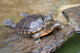Fototapeta  - Żółwi skrytoszyjny (Cryptodira)  wygrzewający się na kamieniu. Żółw w naturalnym środowisku. Portret żółwia. 