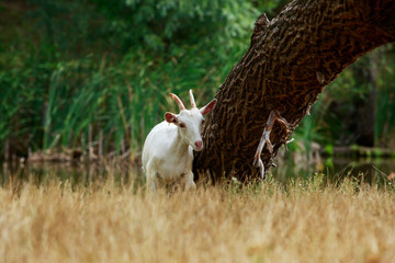 Wall Mural - Goat in the meadow