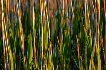 Wall Mural - texture of young bamboo at sunset