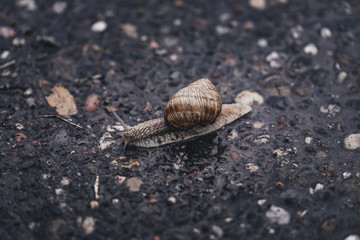 close-up of a snail on a path during a rainy day.