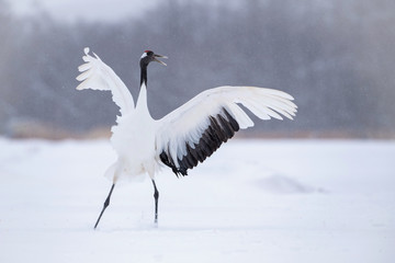 Wall Mural - The Red-crowned crane, Grus japonensis The crane is dancing in beautiful artick winter environment Japan Hokkaido Wildlife scene from Asia nature. ..