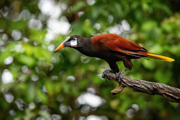 Wall Mural - Psarocolius montezuma, Montezuma oropendola The bird is perched on the branch in nice wildlife natural environment of Costa Rica