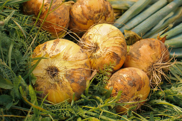 Wall Mural - Onion bulbs torn from the ground lie on the green grass. -image