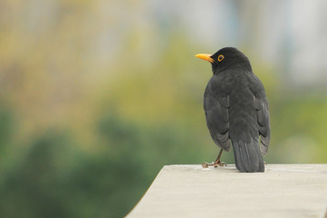 Close up from behind of a male blackbird on a parapet in spring