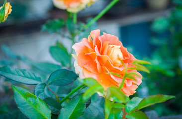 Wall Mural - Orange roses close up