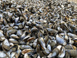 pile of blue mussels