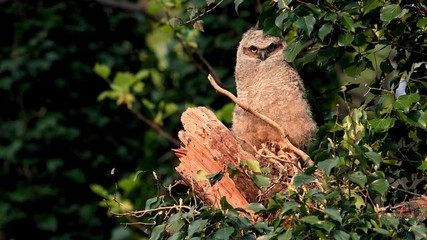 Wall Mural - Great Horned Owl Video Clip in 4K 