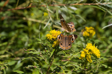 Two Common Buckeye butterflies feeding on a yellow Goldenrod flower. 