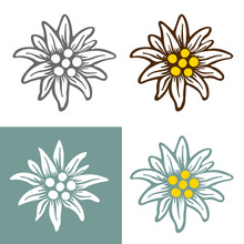Edelweiss Flower Icon Vector Alpine Icon Flat Web Sign Symbol Logo Label