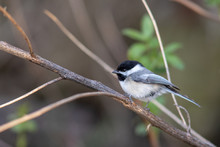 Chickadee Preached On Old Grass Looking Cutie