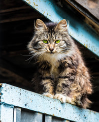 A street cat with a grey beard