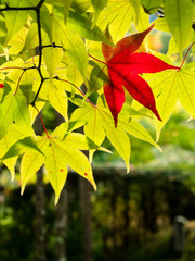 one red maple leaf amidst green leaves in autumn