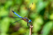 Blue Dasher Dragonfly (Pachydiplax Longipennis), Male - Pine Island Ridge, Davie, Florida, USA