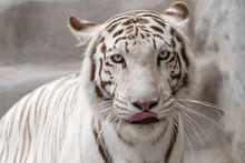Close-up Portrait Of White Tiger At Zoo