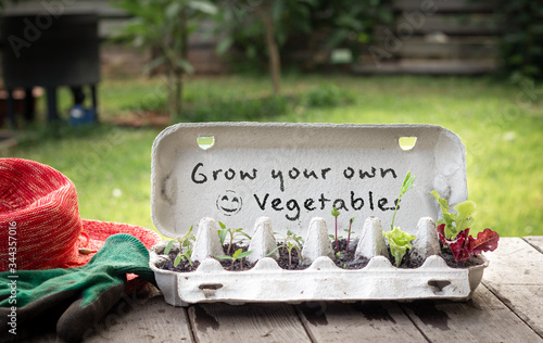 Seedlings growing in reused egg box on bench in garden with hand written sign, grow your own vegetables, recycle and reuse to save money and grow your own food
