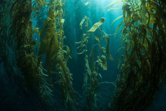 forests of giant kelp, macrocystis pyrifera, commonly grow in the cold waters along the coast of cal