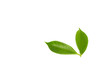 © pandaclub23 - Green leaves on a white background