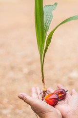 Wall Mural - Palm oil from palm trees placed on the hands of gardeners represents cultivation.