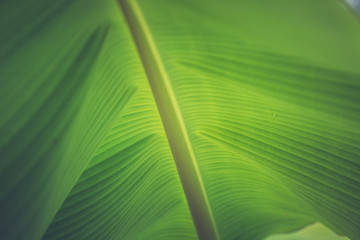 Wall Mural - Close up of organic green banana leaves on the tree with blur nature