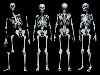 Wall Mural - Male Human skeleton, four views, front, back, side and perspective. Scientifically correct, photo realistic 3-D rendering. Clipping path included