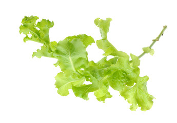 Wall Mural - organic lettuce