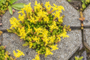 yellow blooming stonecrop. Latin name Sedum Acre