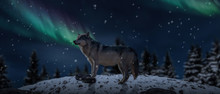 Wolf In Snow Falling Forest Background Northern Lights Sky Landscape.