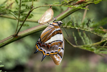 Tailed Emperor Butterfly After Hatching From Chrysalis.