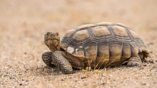 A Desert Tortoise In The Mojave Desert Near Baker California, Gopherus Agassizii.