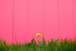 Dandelion on a pink background.
Yellow dandelion grows in the grass near the pink wall.
