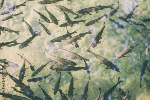 Cuadros en Lienzo Flock of fish in the river of Croatia national park.