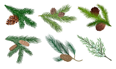 Wall Mural - Pine and Fir Tree Branches with Fir Cones Vector Set