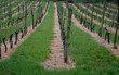 vineyard with wooden poles on the slope view from the mountain after the rain grassy lawn under the rows treated with herbicide yellow streaks of dead grass rows of black trunks 