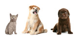 Fototapeta Koty - Collage with different adorable baby animals on white background