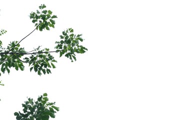 tropical tree leaves with branches on white isolated background for green foliage backdrop and copy 